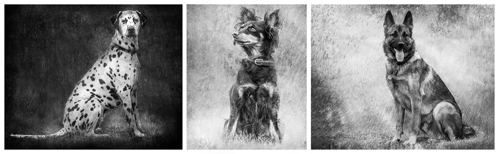 HC - The Hunt Dogs - Charles Coldrey