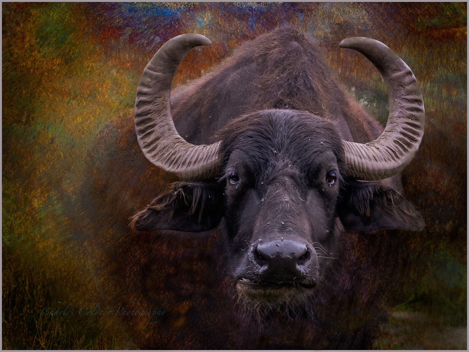 Chippenham Water Buffalo