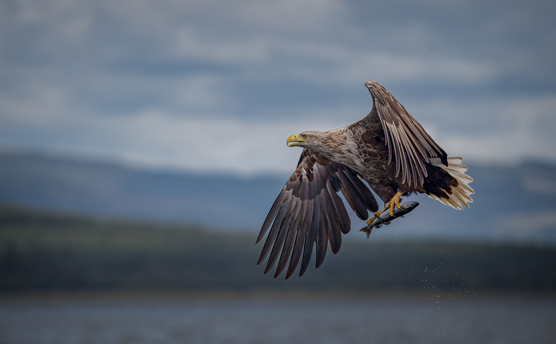 White-Tailed Eagle