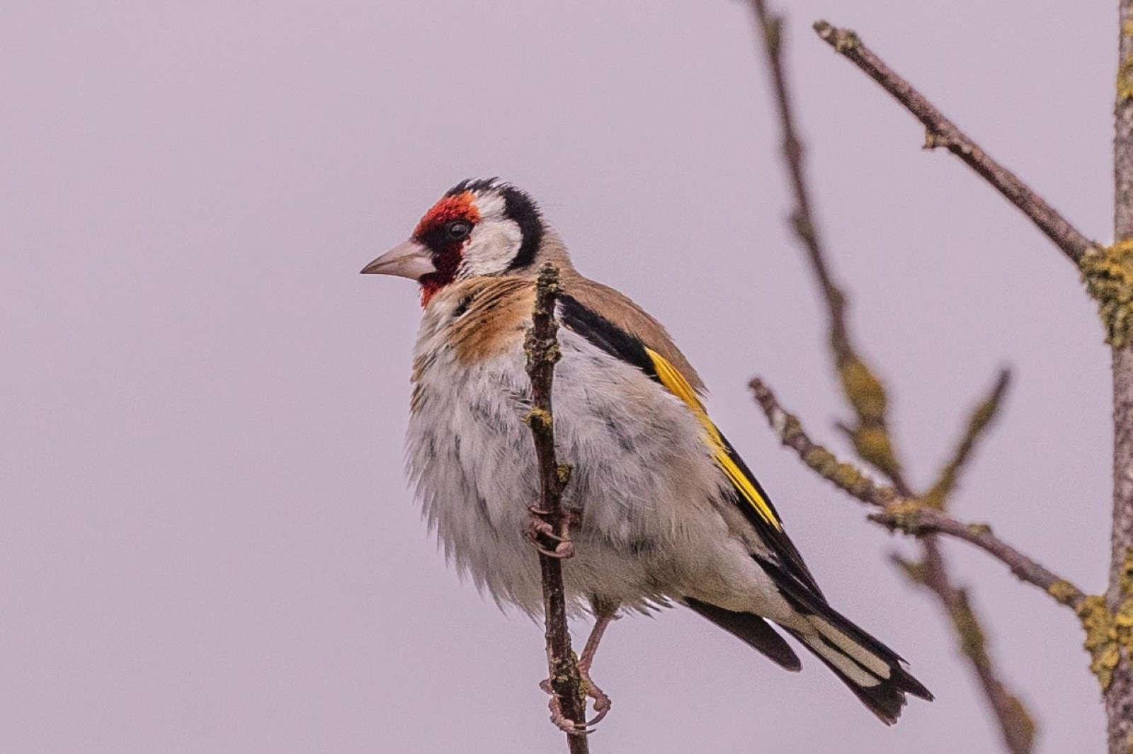 Goldfinch