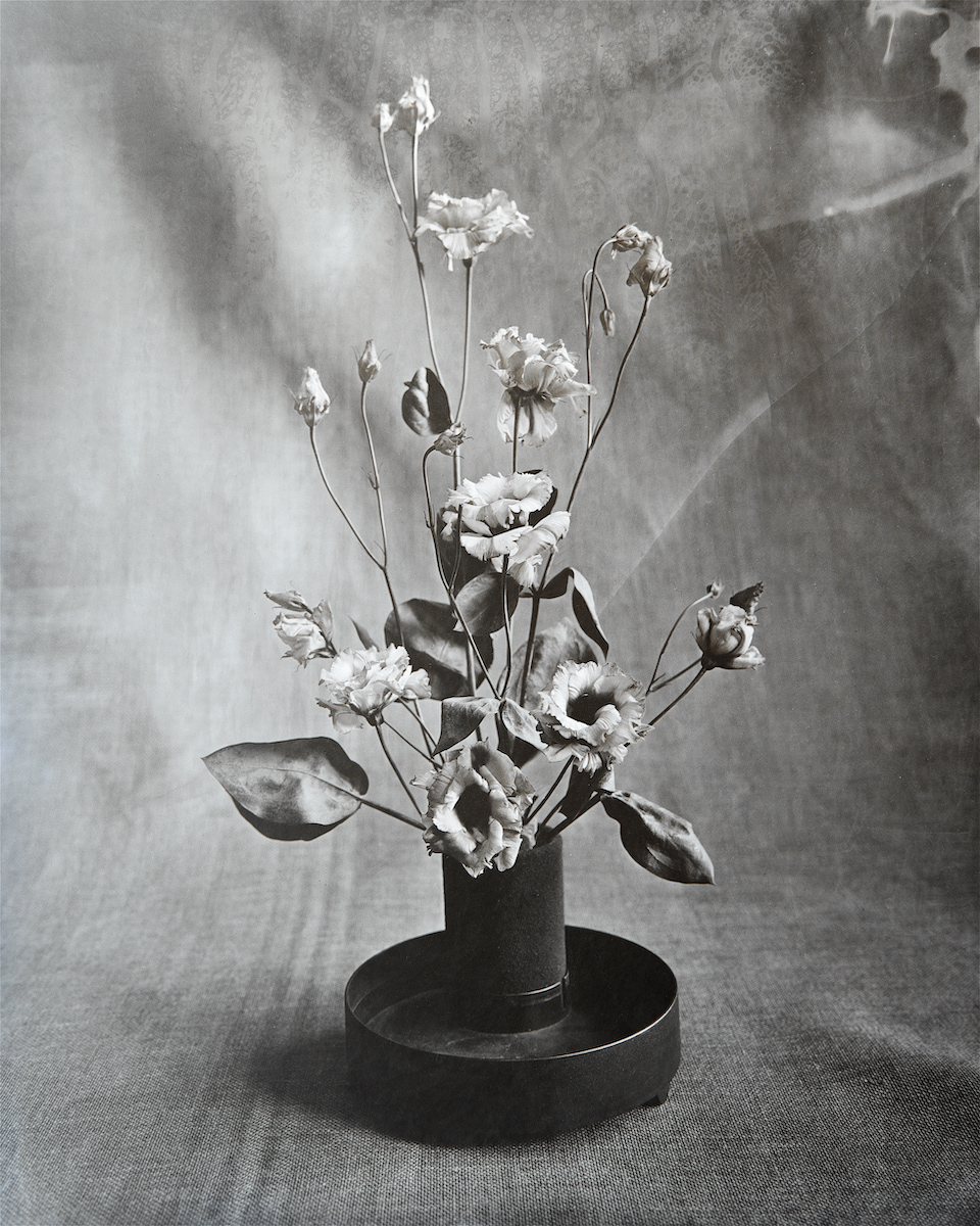 Eustoma