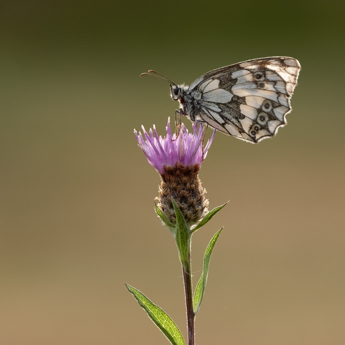 Marbled White on Thistle