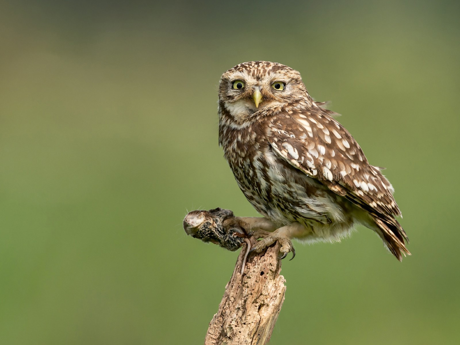 Little Owl with Common Shrew