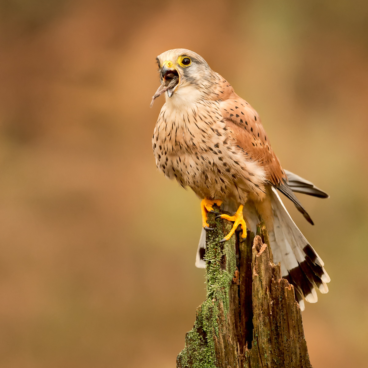 Kestrel Swallowing a Vole