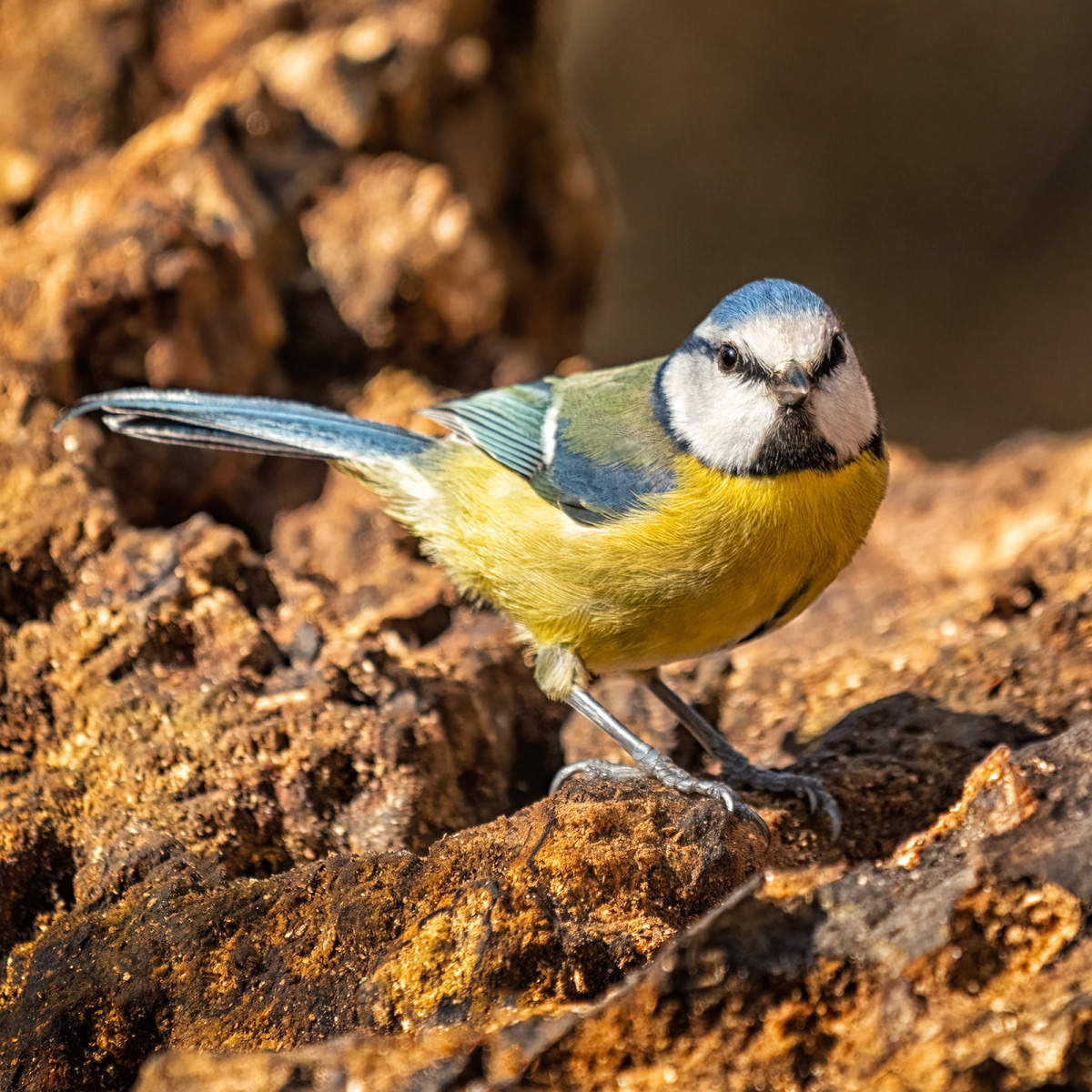 3rd INT - Blue Tit - David Feuerhelm