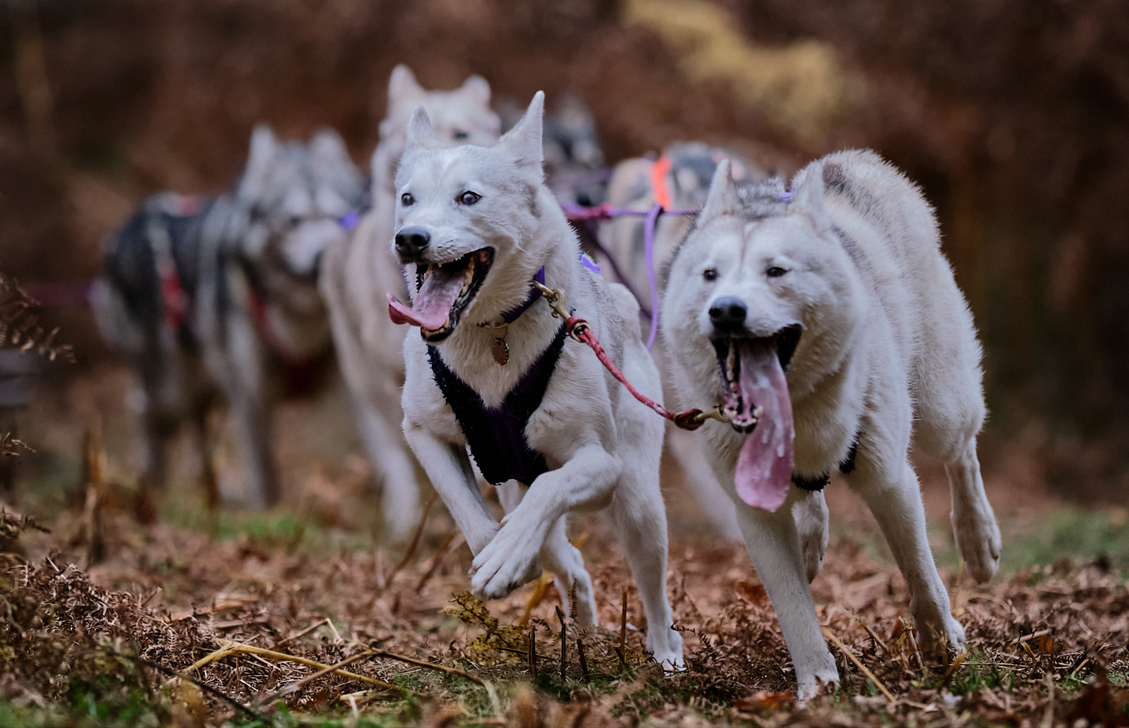 1st - Husky Racing in Rendlesham Forest - Anne Burton