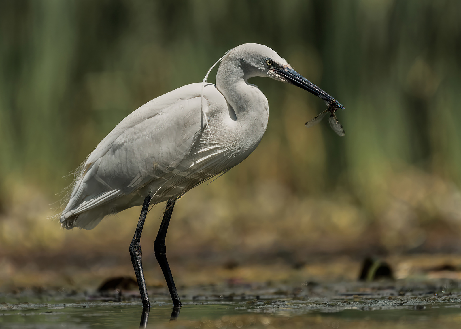 Little Egret with Four Spotted Chaser