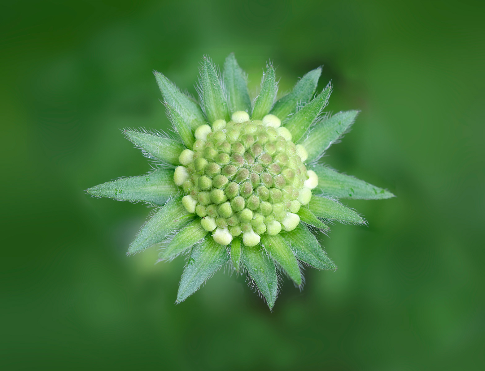 HC - Field Scabious - Anne Burton