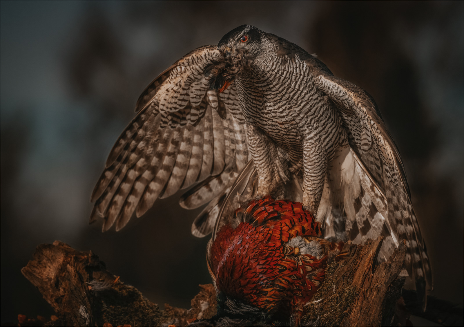 2nd - Mantling Goshawk on Pheasant - Jackie Gillman