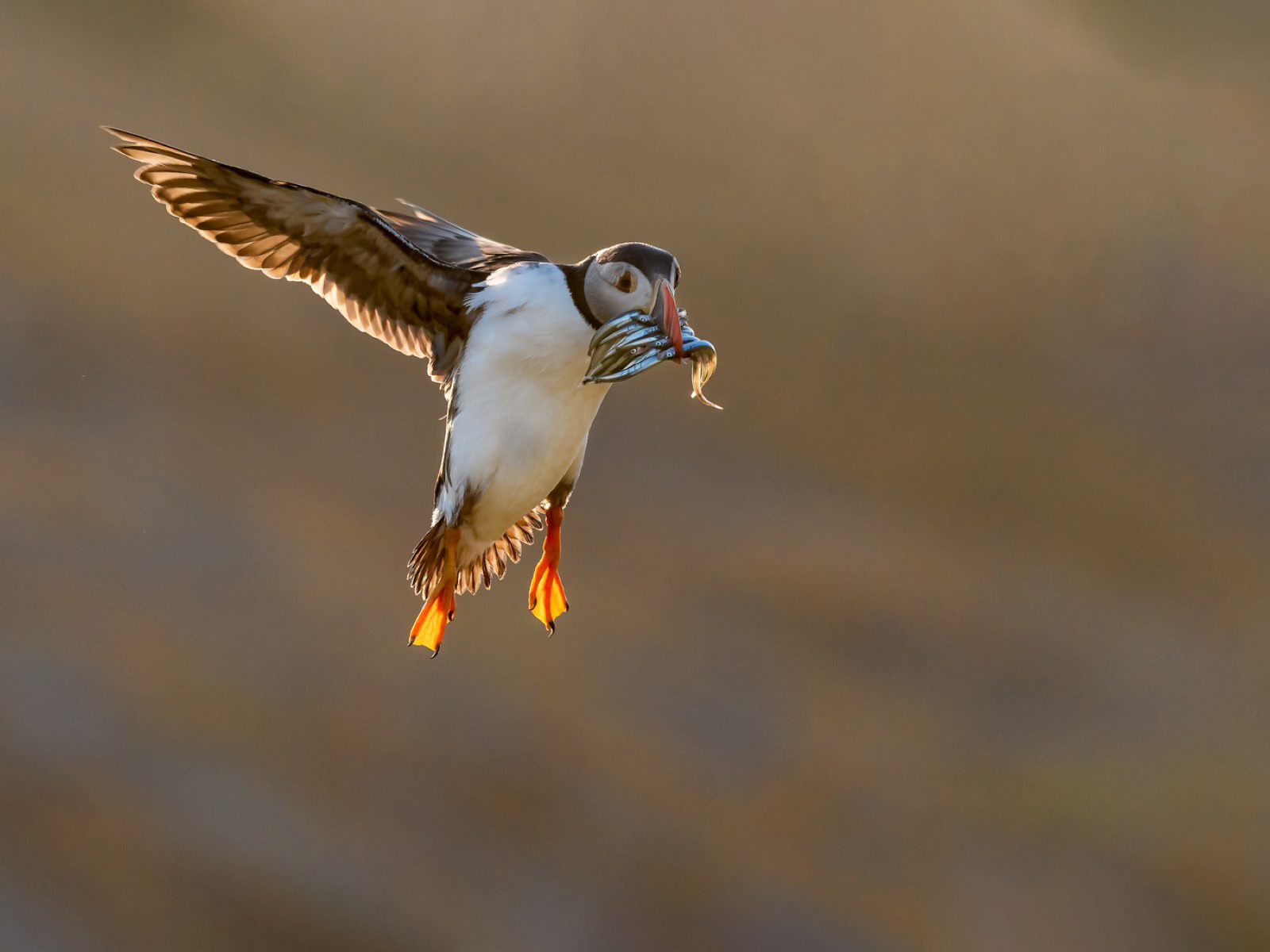 Puffin with Sandeels
