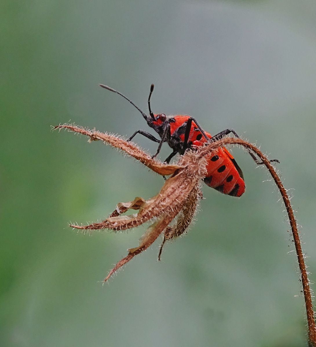 2nd INT - Firebug on Seedhead - Moira Gallagher