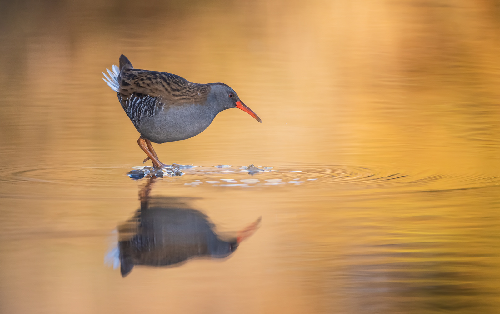 Autumnal Water Rail