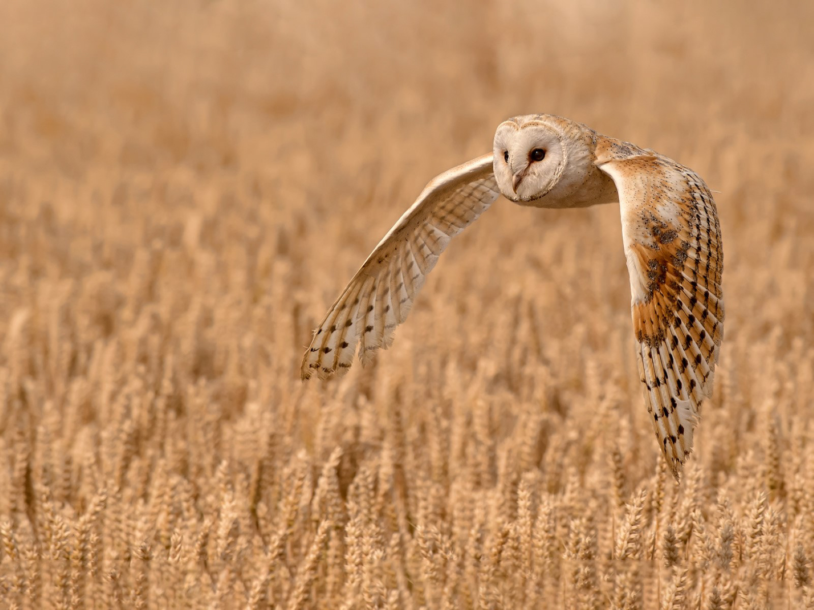 Barn Owl