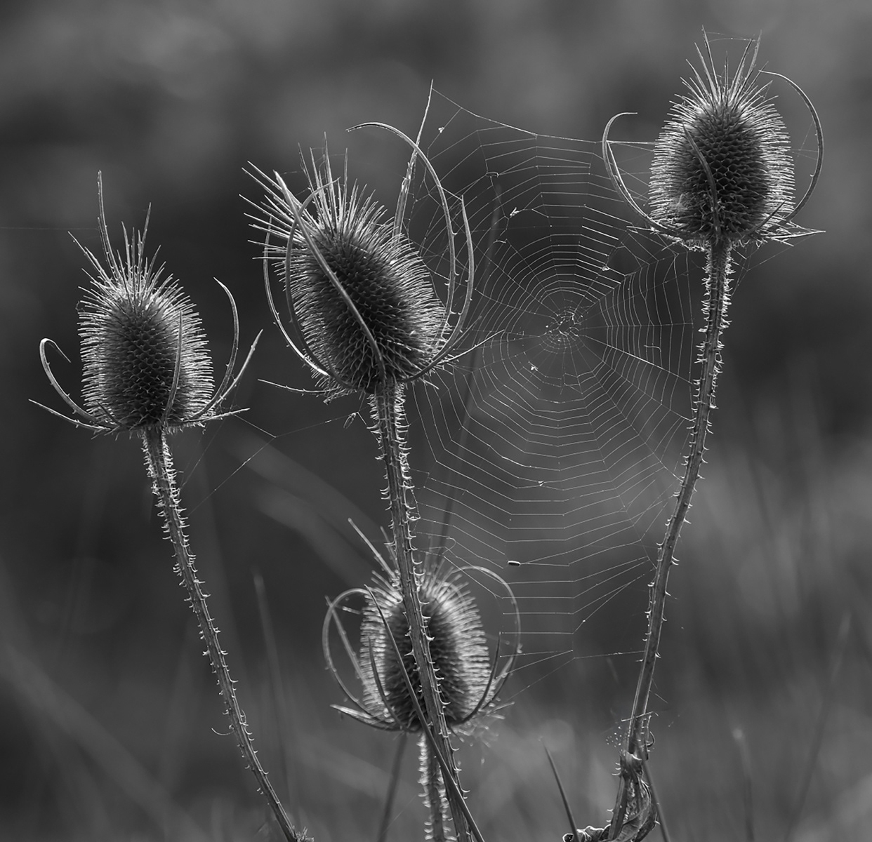 3rd - Teasles with Spiders Web - Julie Moore