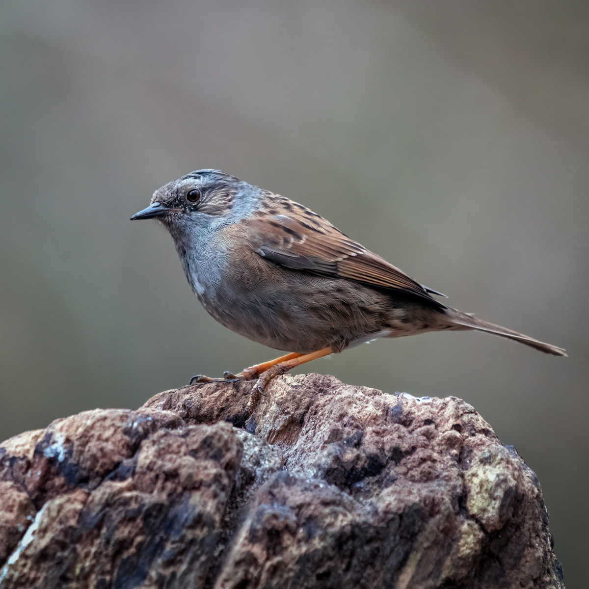 1st INT - A Delightful Dunnock - David Feuerhelm