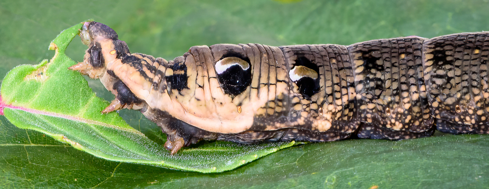 HC - Caterpillar of the Elephant Hawk Moth - Philip Earl