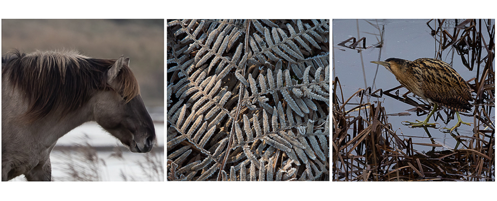 3rd - The Edge of Winter - Ronnie Petch