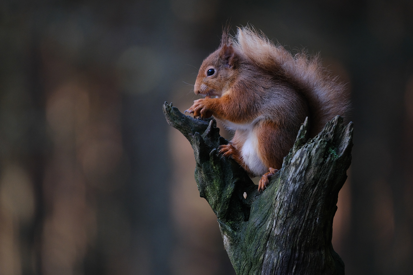 1st - Nut Nibbler - Jackie Gillman