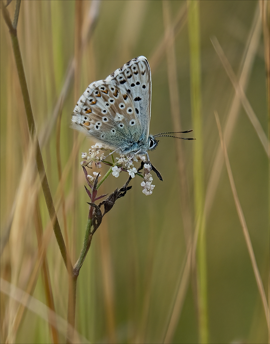 2nd INT - Chalkhill Blue - Margaret Randall