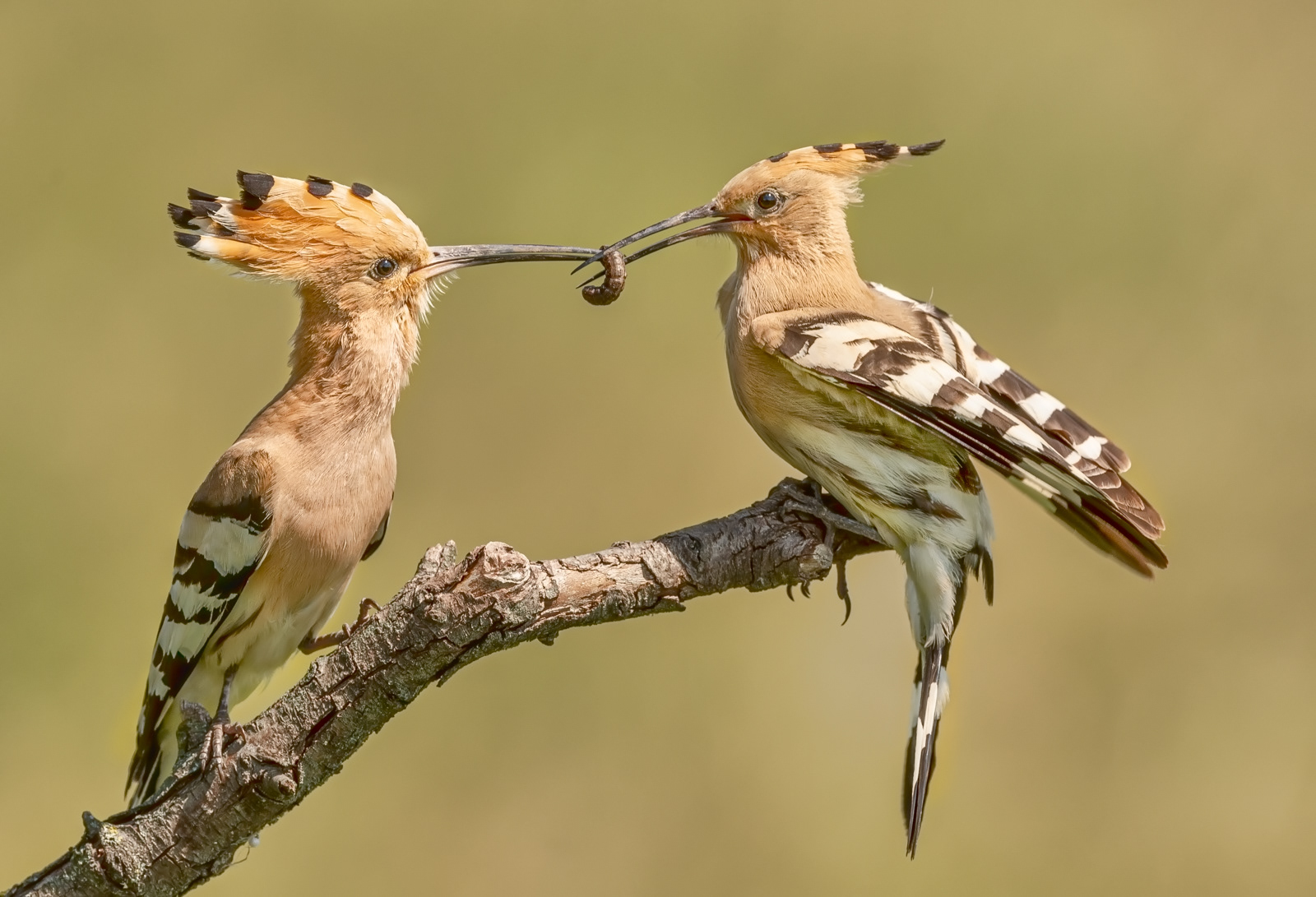 Hoopoe Food Pass