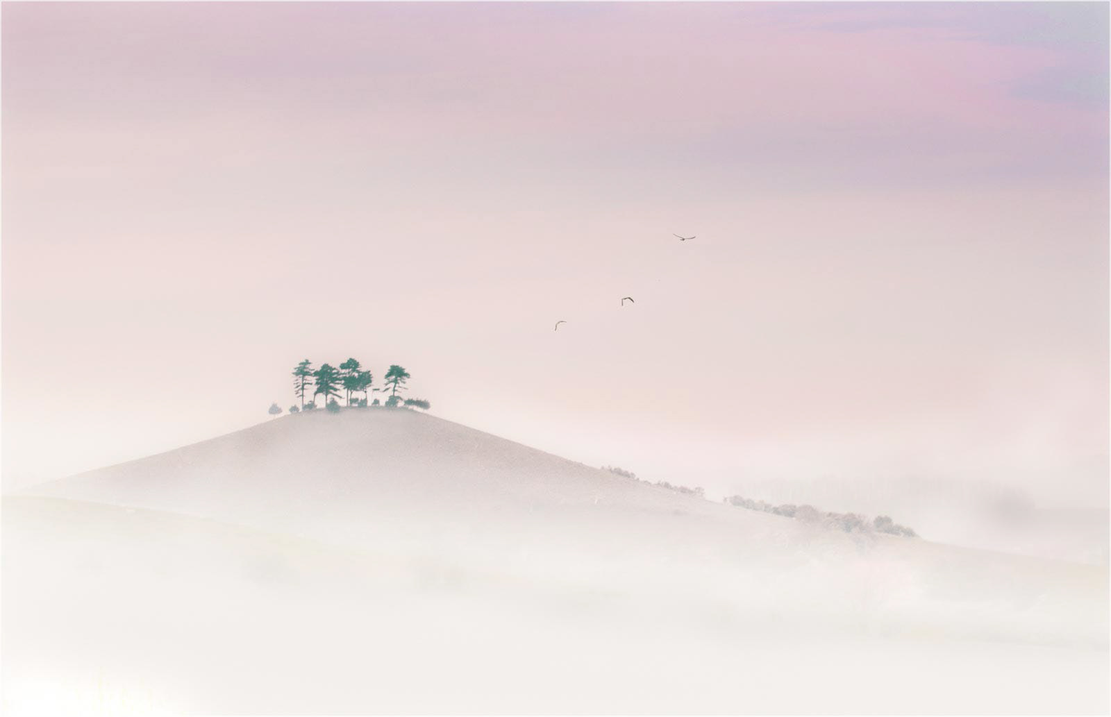 HC - Colmers Hill Misty Dawn - Kevin Williams