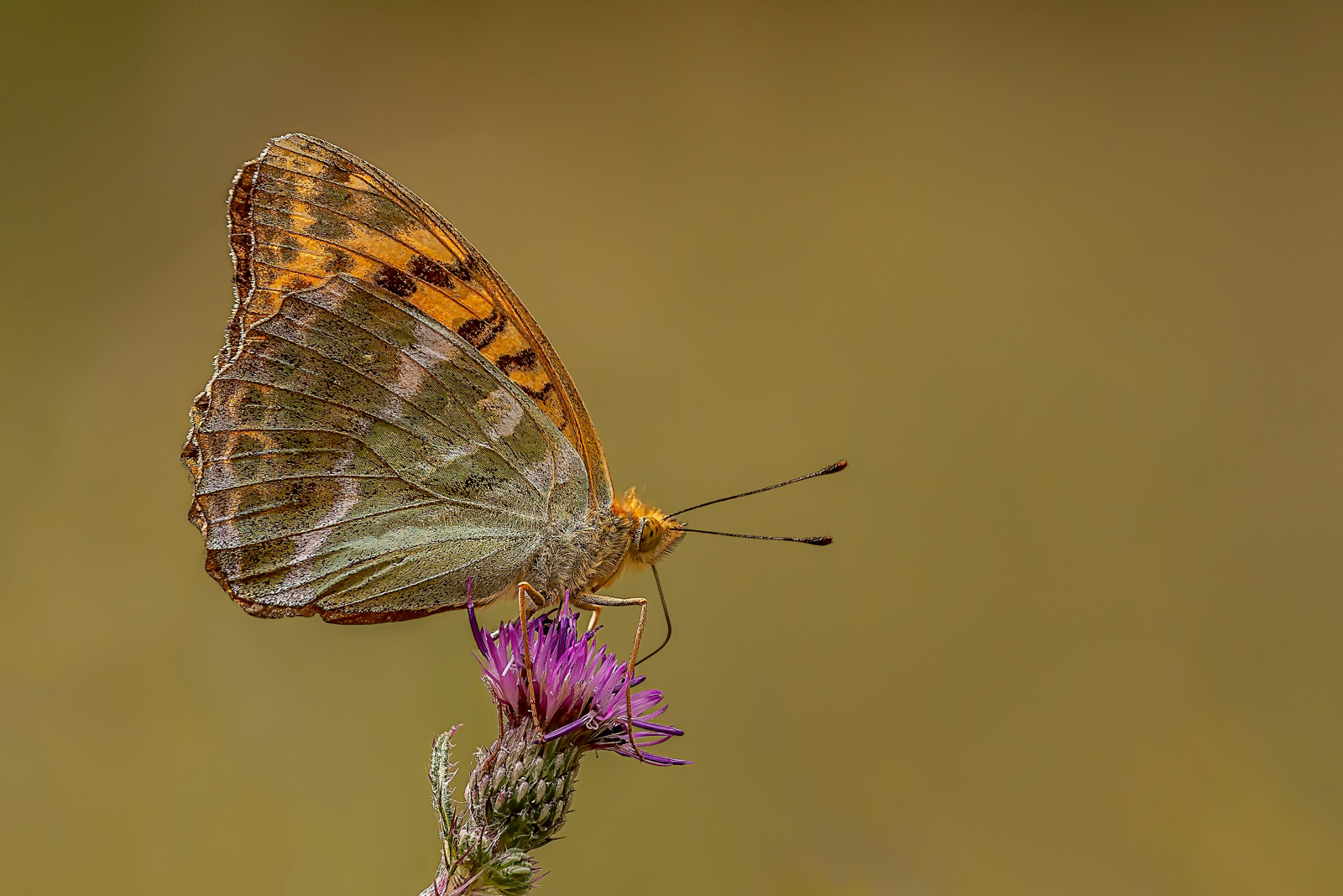 HC - Silver-Washed Fritillary - Paul Smith