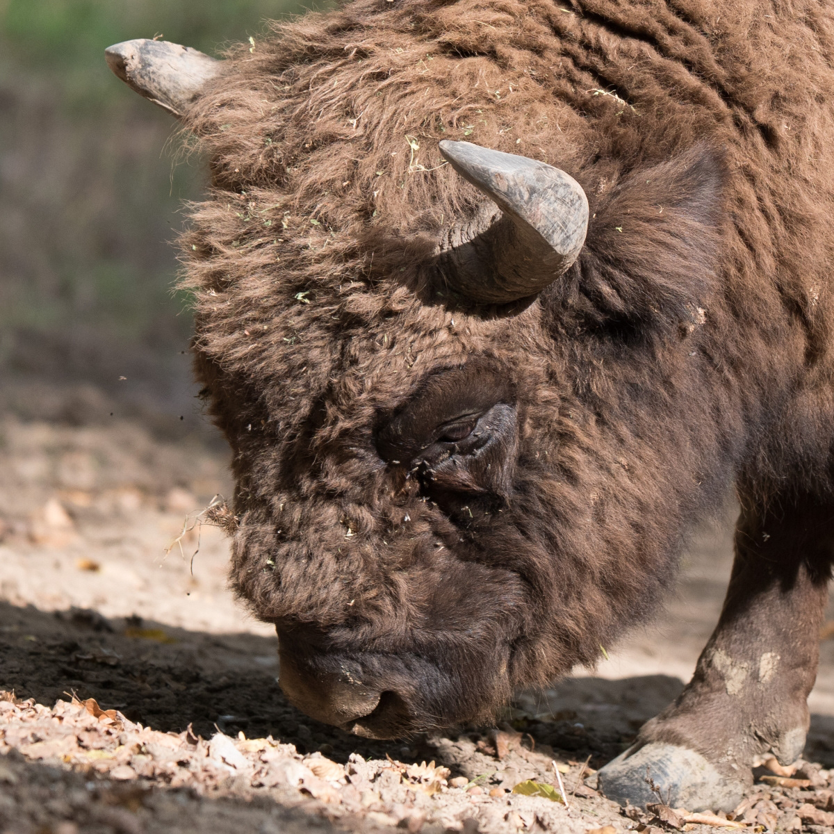2nd INT - European Bison - Kathy Drakes