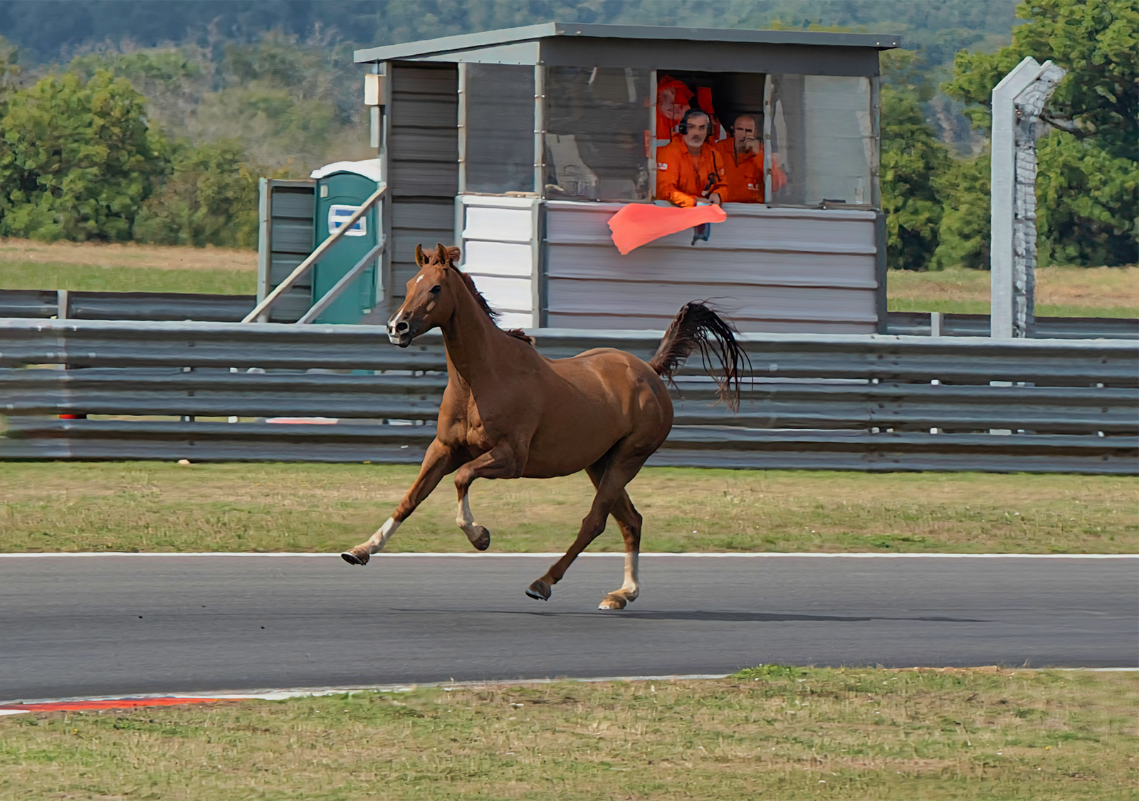 HC - Horse Invades Snetterton Race Track - Alan Earle