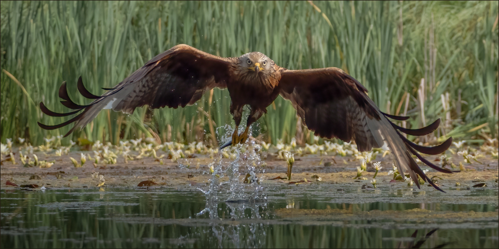 2nd INT - When You Were Expecting a Kingfisher - Jaclyn Clark