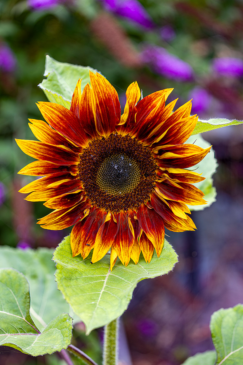 Garden Sunflower