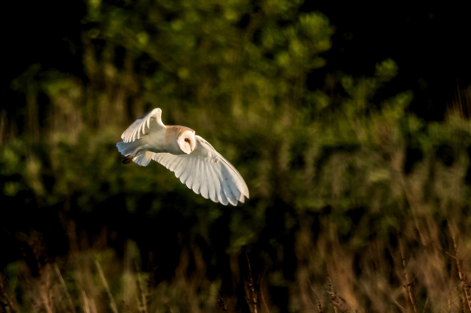 Barn Owl