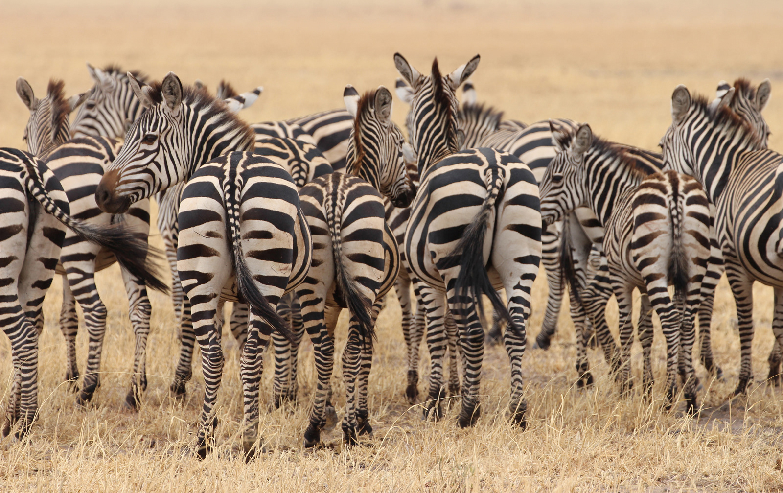 Zebras All Mixed Up