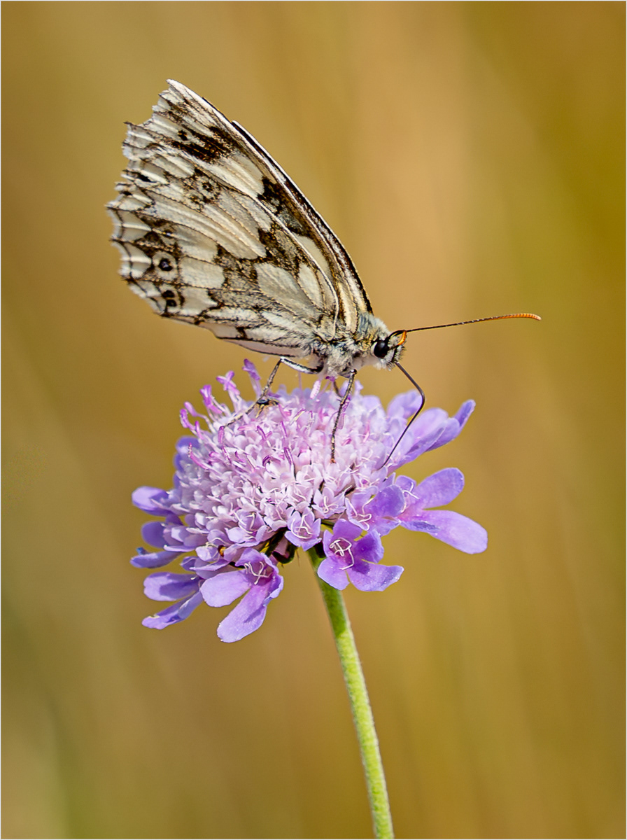 HC - Marbled White on Blue Scabious Flower - Sally Coldrey
