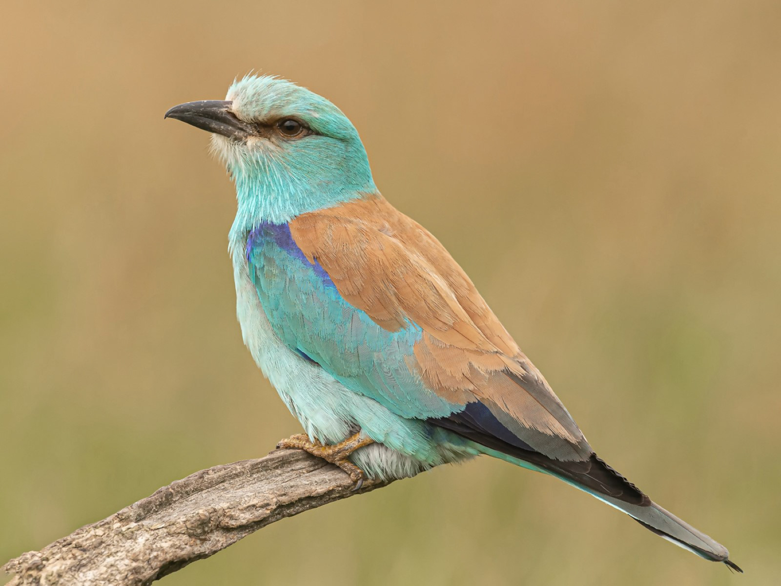 European Roller