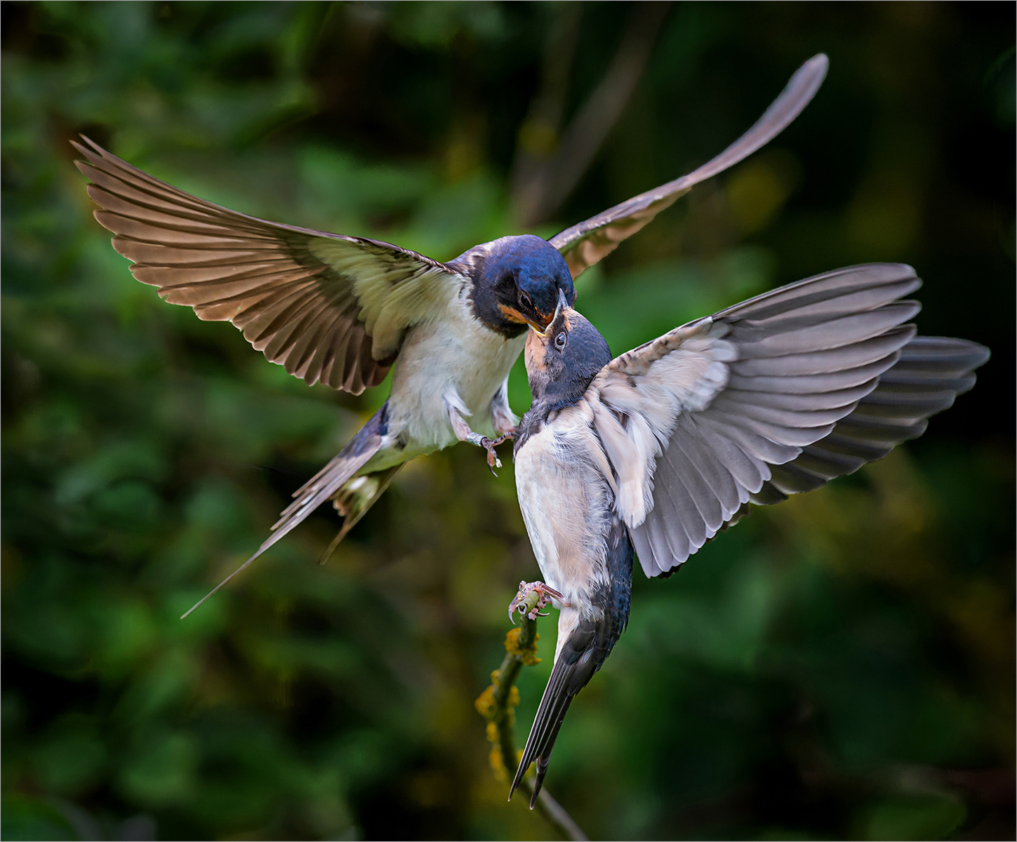 HC - Swallow Feeding Young - Mick Mansfield