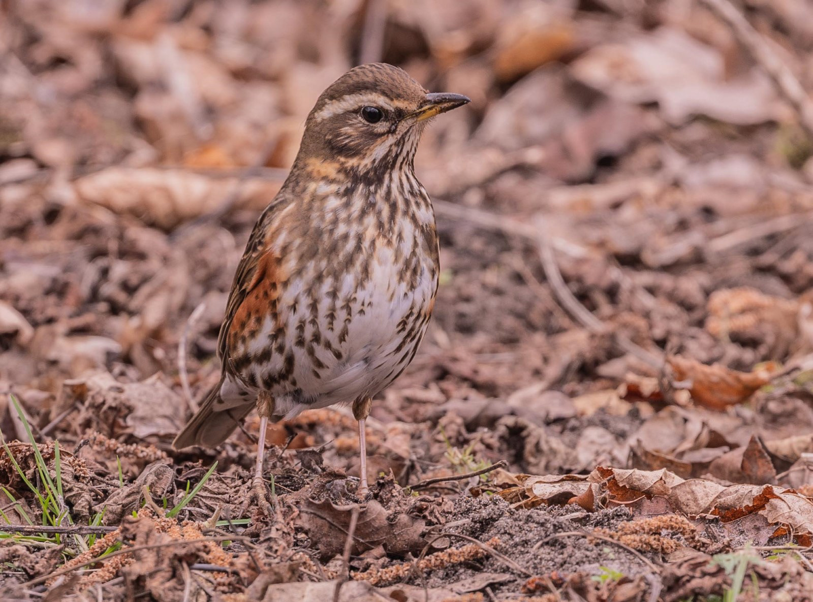 Redwing