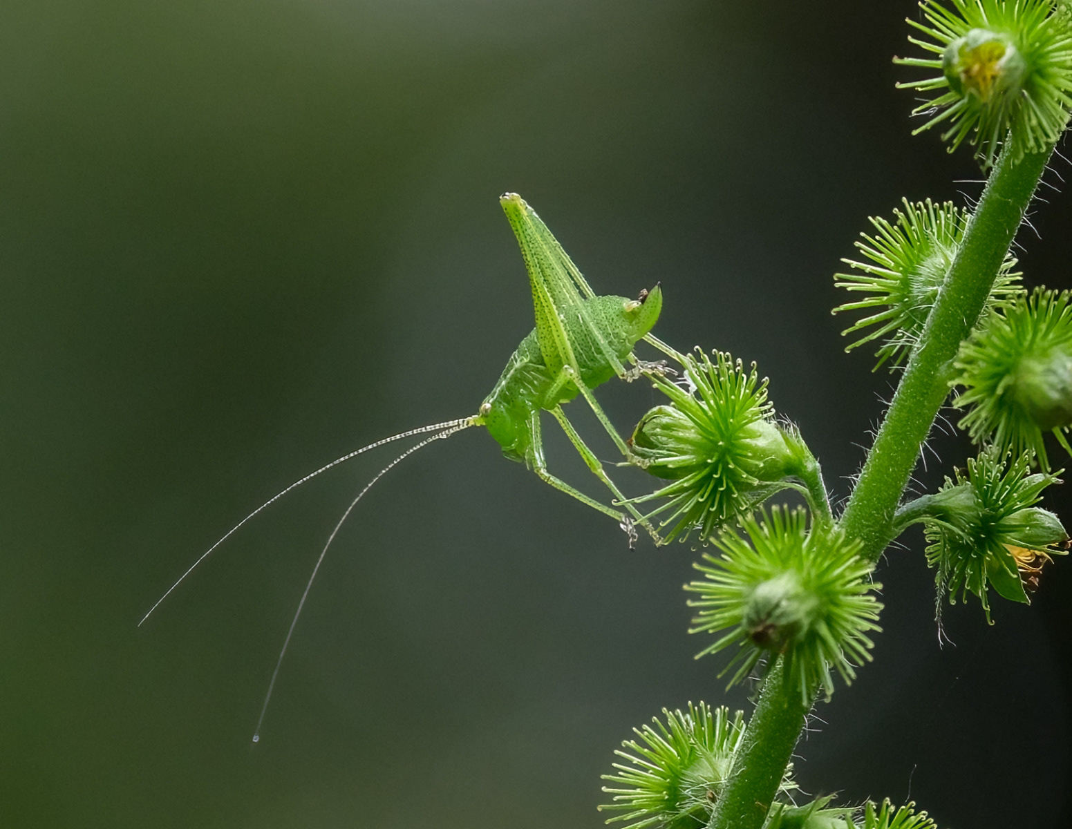 3rd - Speckled Bush Cricket - Chris Cross