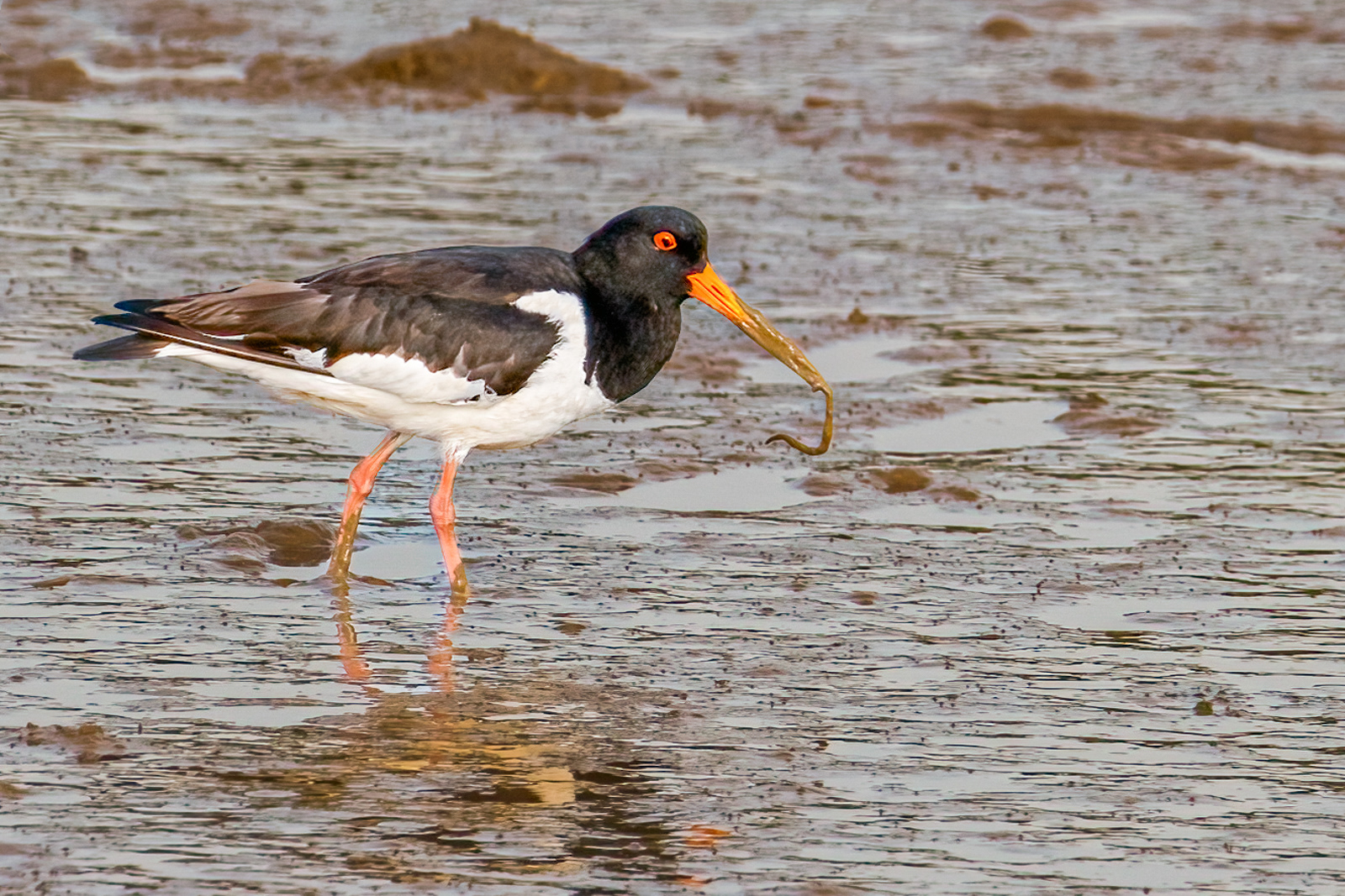 Oystercatcher with Worm
