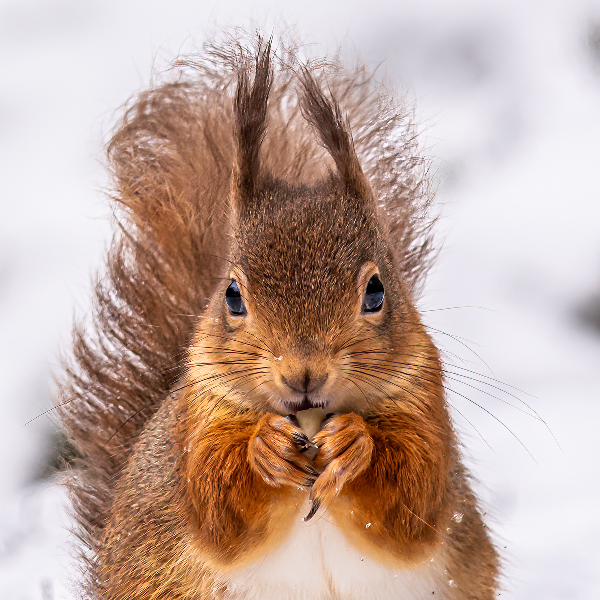 Red Squirrel