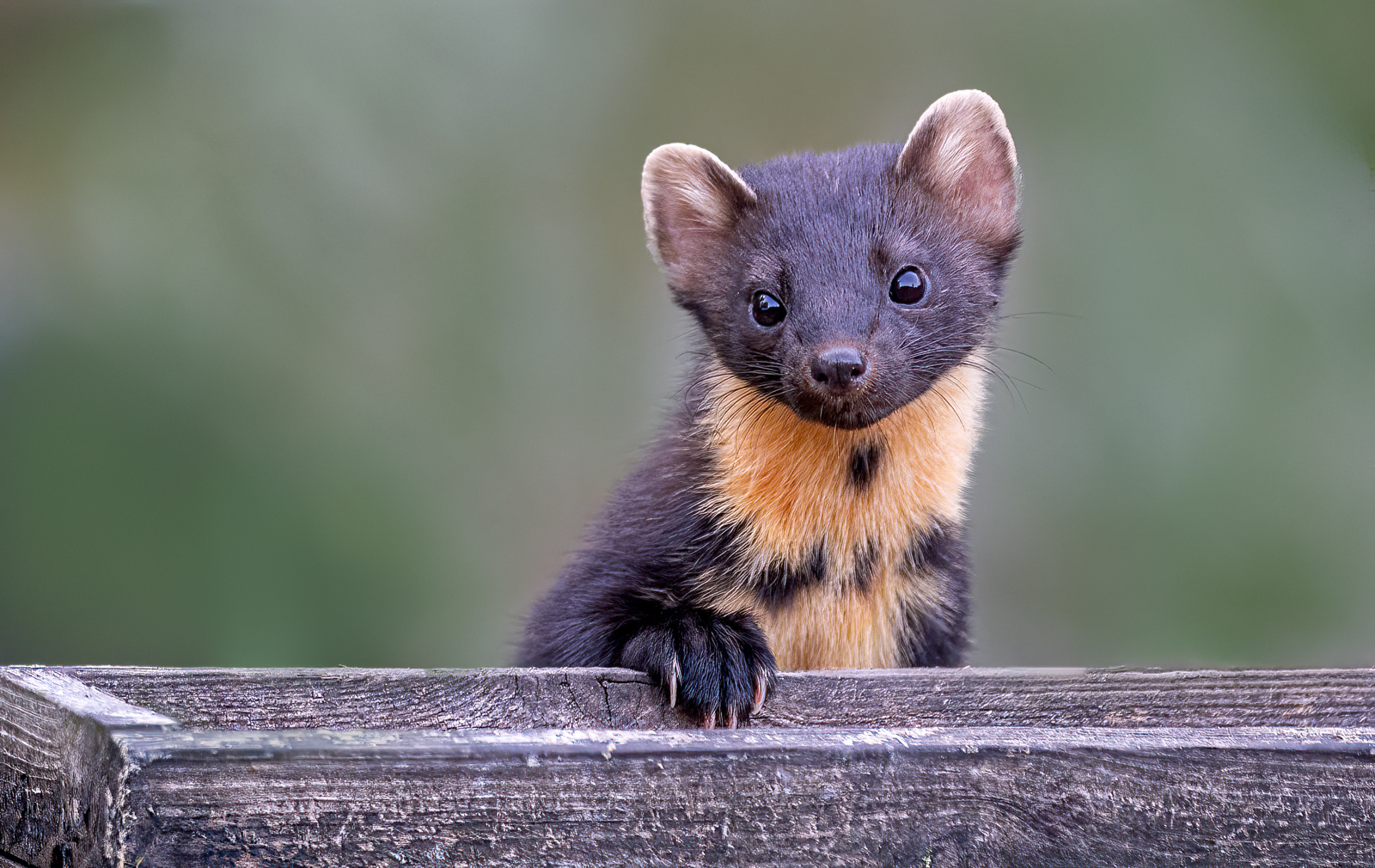 Juvenile Pine Marten