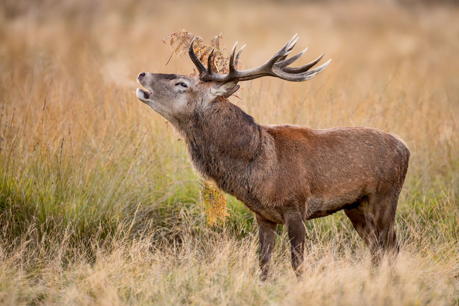 Bellowing Red Deer Stag