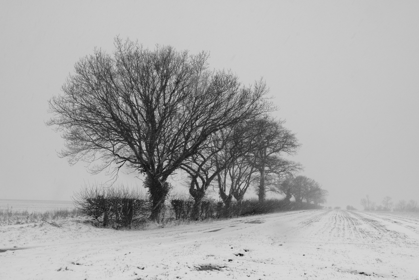 2nd - Suffolk Winter - Anne Burton