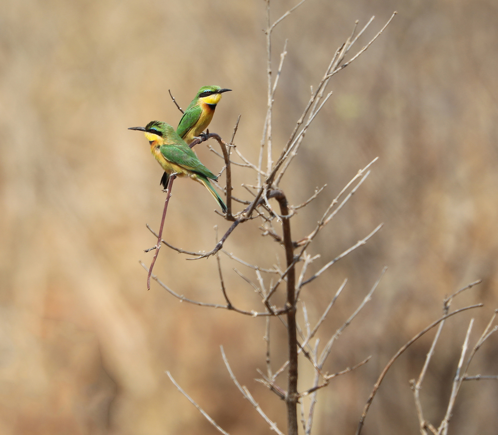 Small Bee-eaters