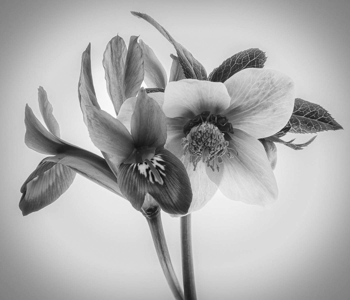 2nd - Hellebore and Iris - Ronnie Petch