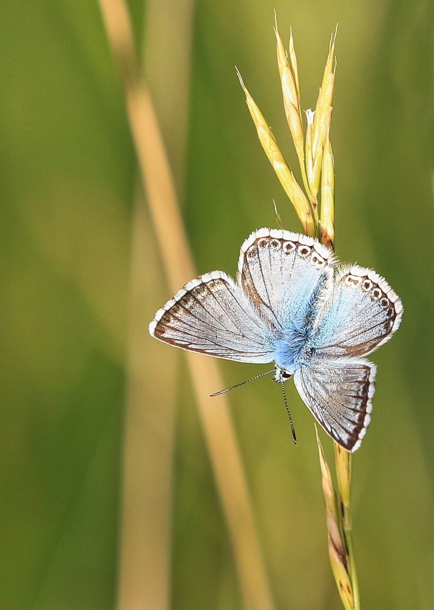 3rd INT - Chalkhill Blue - Lester Draper
