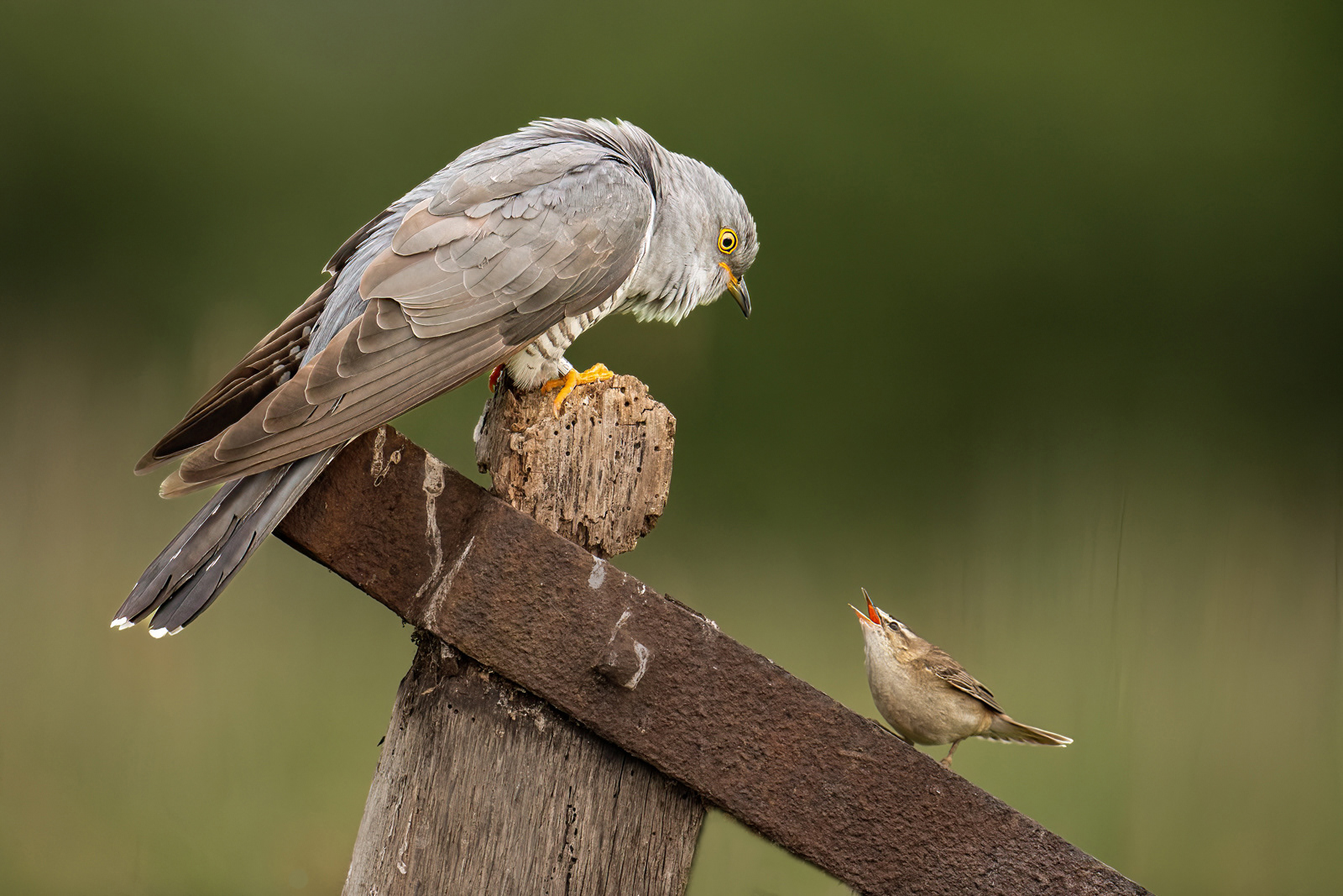 3rd - Cuckoo & Sedge Warbler Conversation - Kevin Williams