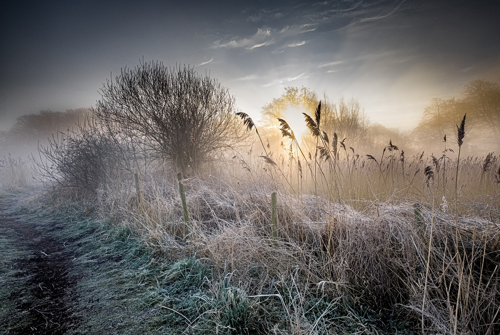Sunrise Through the Frost