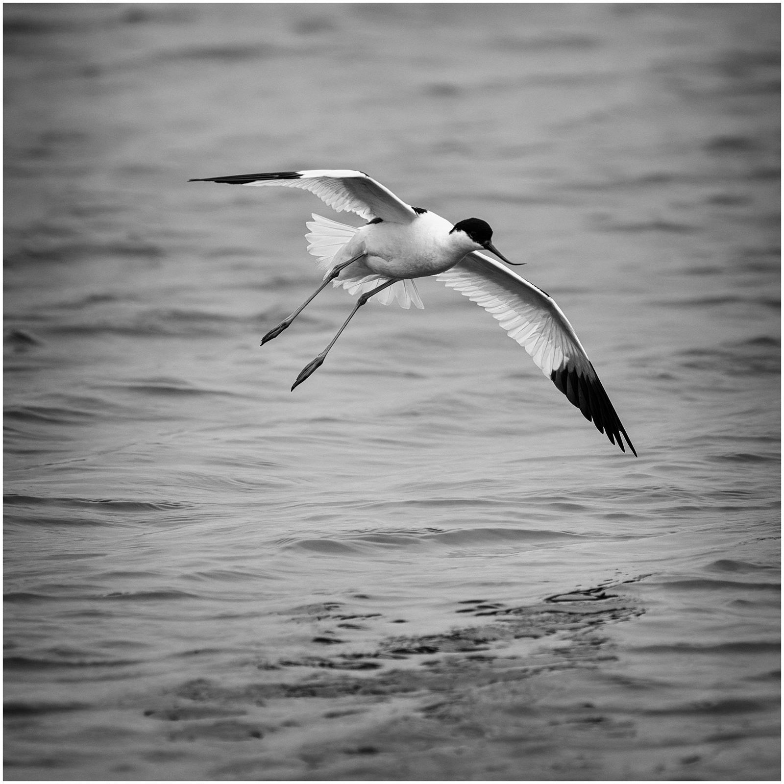 Avocet