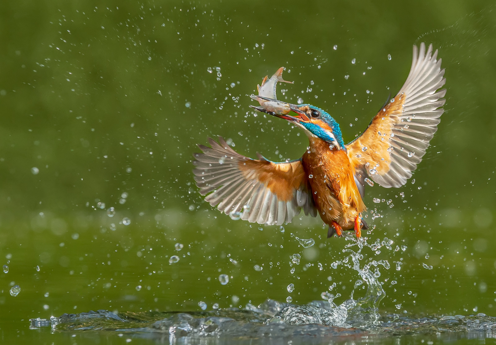 Kingfisher Emerging with Rudd
