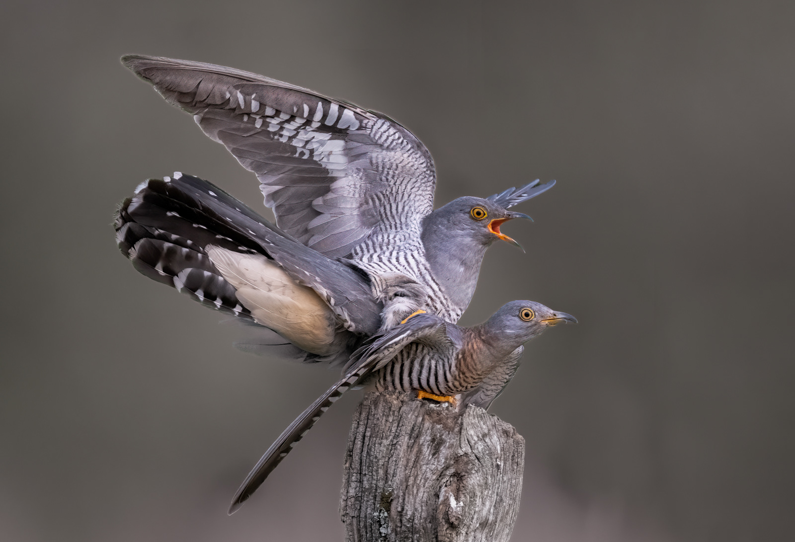 1st - Cuckoos Mating - Kev Williams